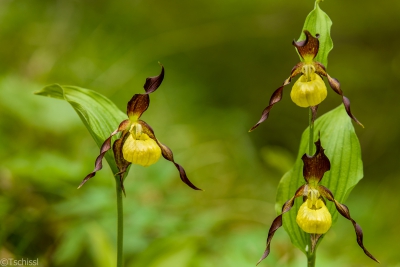 مشکلات تلگرام برطرف شد