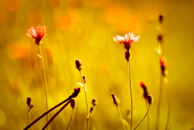 In ultrices dignissim enim