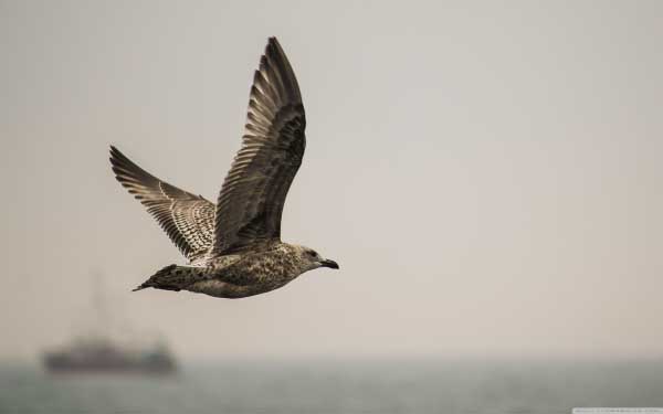 مقایسه دو غول سامسونگ و اپل