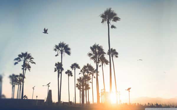 وب سایت گلچین آنلاین با خدمات متفاوت