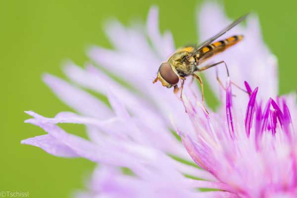 چاپگری برای مدارات الکترونیکی