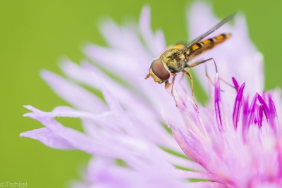 چاپگری برای مدارات الکترونیکی