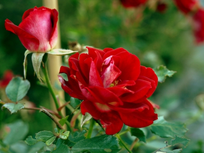 کمک 50 درصدی وزارت علوم 